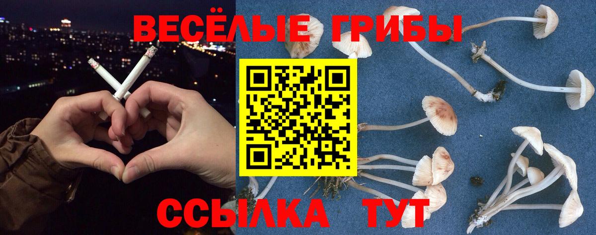 Нерюнгри  Псилоцибиновые грибы Psilocybe  Вход с VPN 
